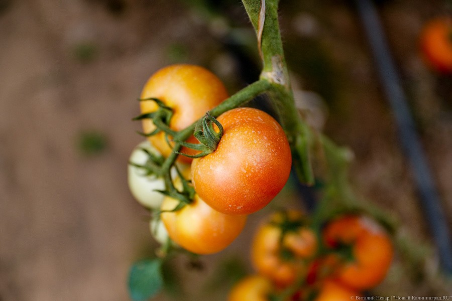 _NEV2541.jpg _NEV2541.jpg