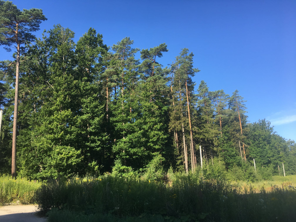 лес фото.jpeg лес фото.jpeg