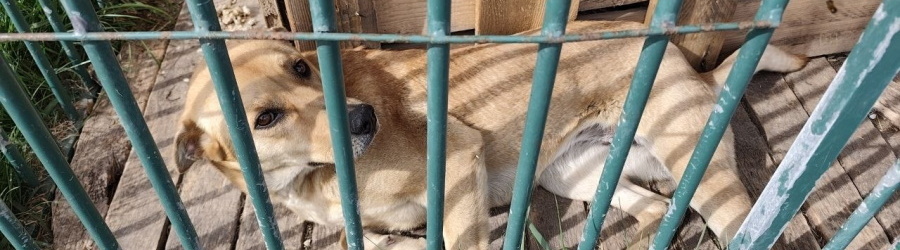 8rru6a018363p9ekf11n02yjj2bq87xf (1).jpg