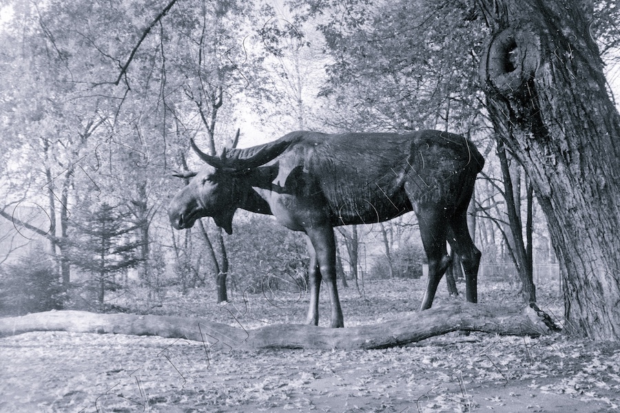 Лось.jpg Лось.jpg