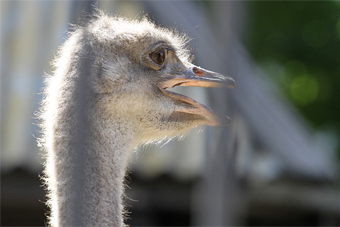 zoo_2.jpg