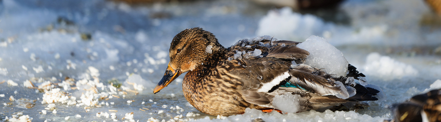 n20z72i7mysfvrwtje0n94489qlg5v19 (1).jpg