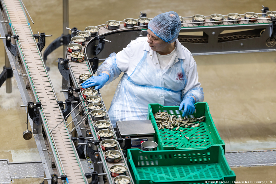 2025.09 завод, за родину, рыба, килька, шпроты, консервы 12.JPG