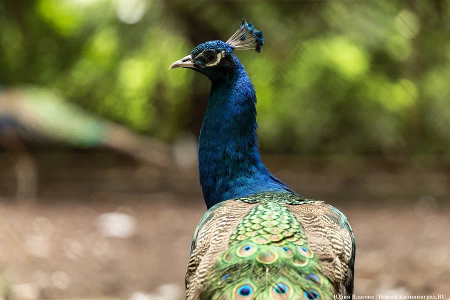 2024.06 зоопарк, павлин 57.JPG