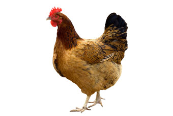 hen.jpg