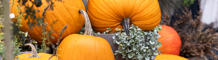 hyb4lok2hd72t192iu9qjcc1iujxov6f (1).jpg hyb4lok2hd72t192iu9qjcc1iujxov6f (1).jpg