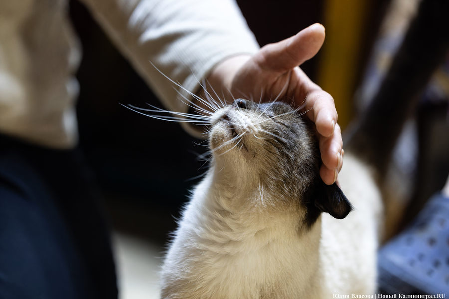 2025.06 кошачий приют, кот, кошка, кошки, передержка 25.JPG